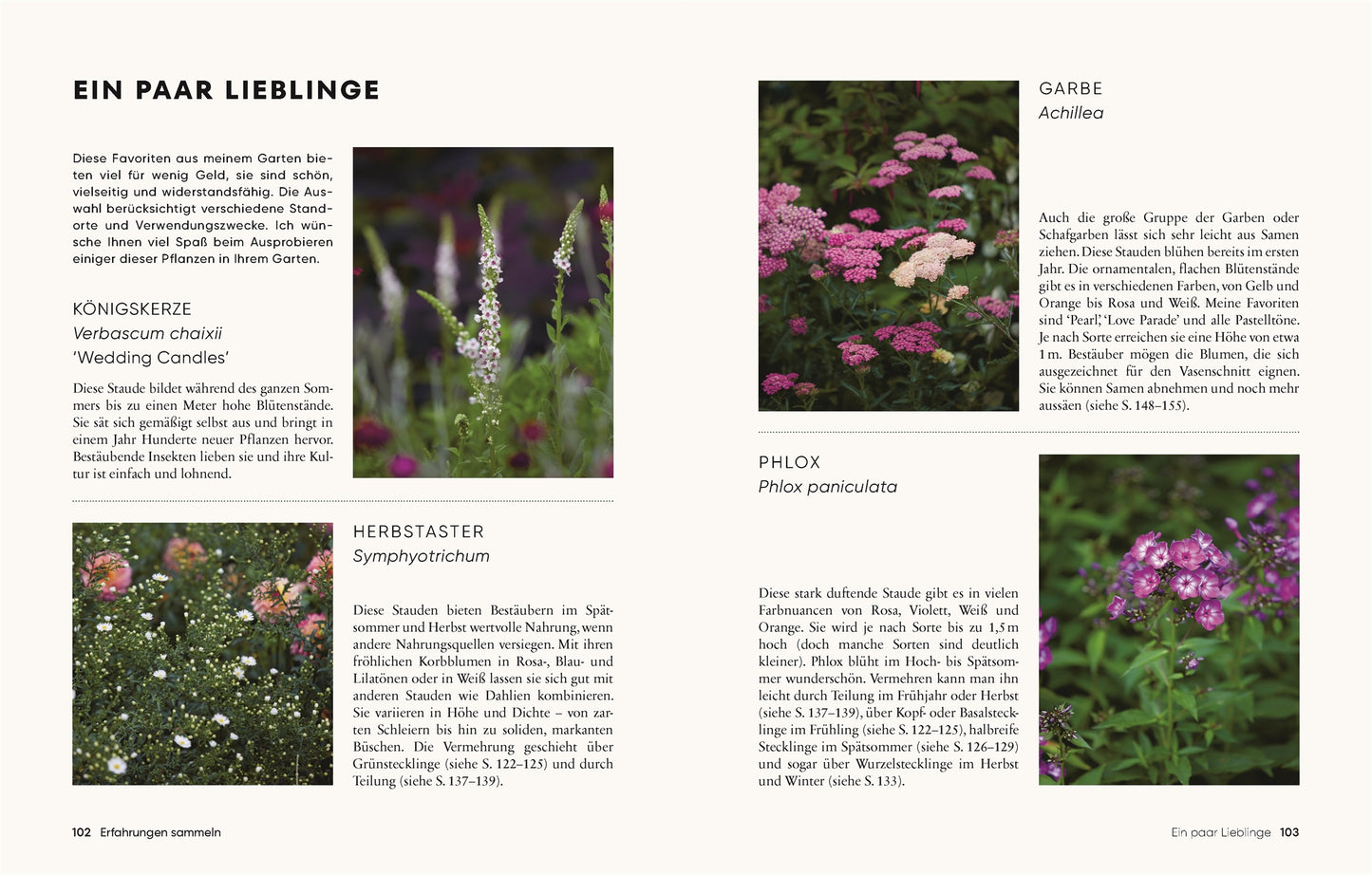 Ein deutsches Magazin präsentiert "Gärtnern für wenig Geld" vom DK Verlag mit vier Pflanzenfotos - weißes Verbascum, rosa und lila Astern, leuchtend rosa Schafgarbe und lila-blauer Phlox - sowie Pflegetipps und Ideen für nachhaltiges Gärtnern.