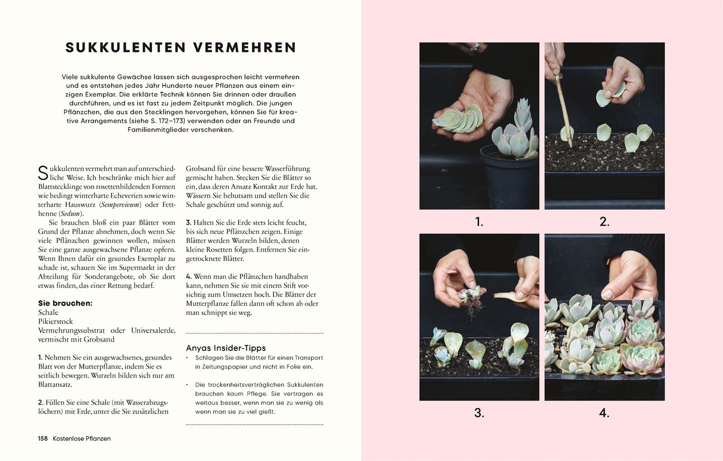 Gärtnern für wenig Geld | Ressourcenschonend zum grünen Paradies" von DK Verlag: Auf der linken Seite steht ein deutscher Guide, rechts zeigen vier Fotos das Schneiden und Einpflanzen von Sukkulenten auf charmantem rosa-weißem Hintergrund.