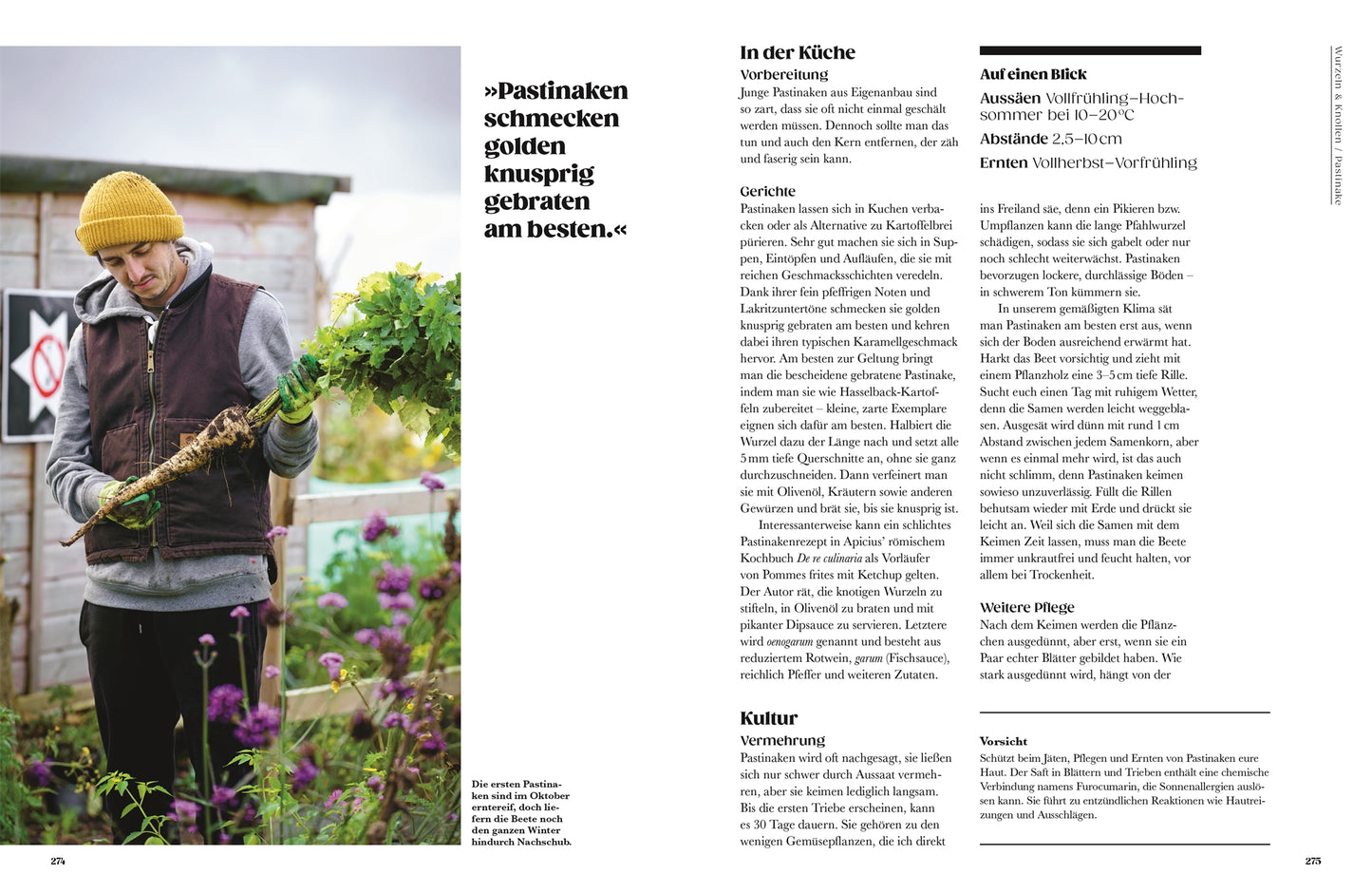 Eine Person hält eine frisch geerntete Pastinake - eine der alten Gemüsesorten - in einem Garten. Entdecke im DK Verlag Buch "Auf der Jagd nach alten Sorten" Rezepte, Pflanzenführer und Tipps zur Zubereitung alter Gemüsesorten aus aller Welt.