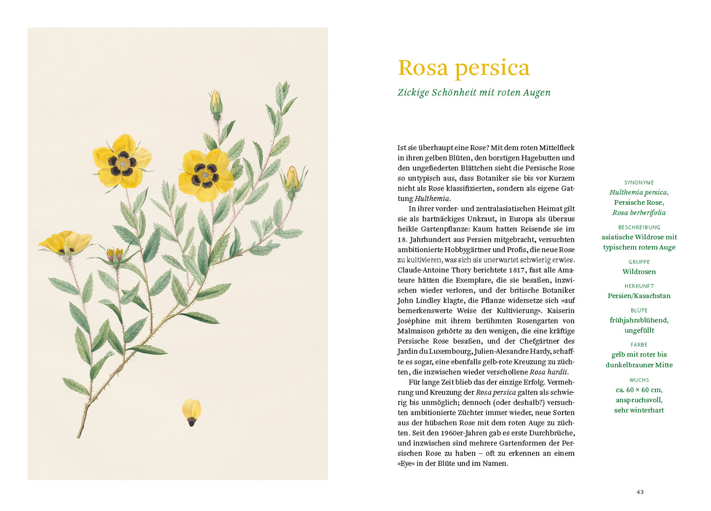 Eine Illustration aus "Historische Rosen" vom Dumont Verlag zeigt Rosa persica mit grünem Stängel, belaubten Zweigen und gelben Blüten mit roter Mitte, rechts daneben eine deutsche Pflanzenbeschreibung.