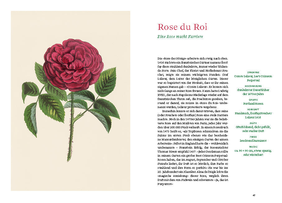 Links ist eine botanische Illustration einer tiefroten Rose mit grünen Blättern auf cremefarbenem Grund zu sehen; rechts gibt der deutsche Text „Historische Rosen“ vom Dumont Verlag Informationen über alte Rosen und Rosensorten.