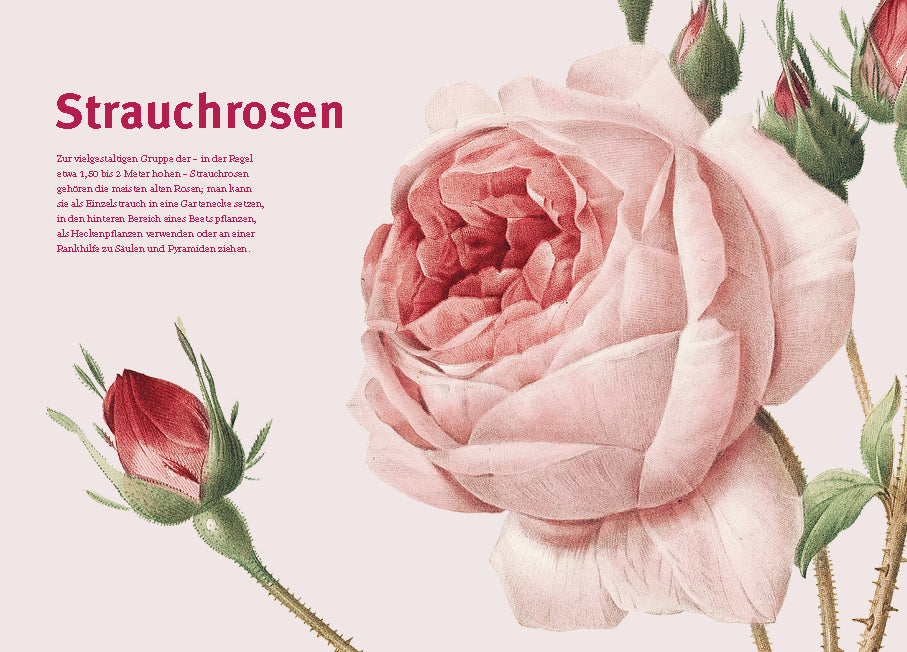 Detaillierte Illustration einer großen rosafarbenen Strauchrose in voller Blüte mit Rosenknospen und grünen Stängeln, mit deutschem Text über historische Rosen und Rosensorten auf der linken Seite. Aus "Historische Rosen" des Dumont Verlags, vor hellem Hintergrund.