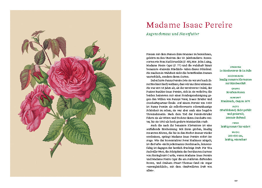 Links ist ein illustrierter botanischer Druck von rosa Rosen mit grünen Blättern auf beigem Grund zu sehen; rechts ein deutscher Text über Historische Rosen vom Dumont Verlag mit grünen Überschriften und rotem Titel – ideal für jedes Gartenbuch oder jeden Liebhaber alter Rosen.