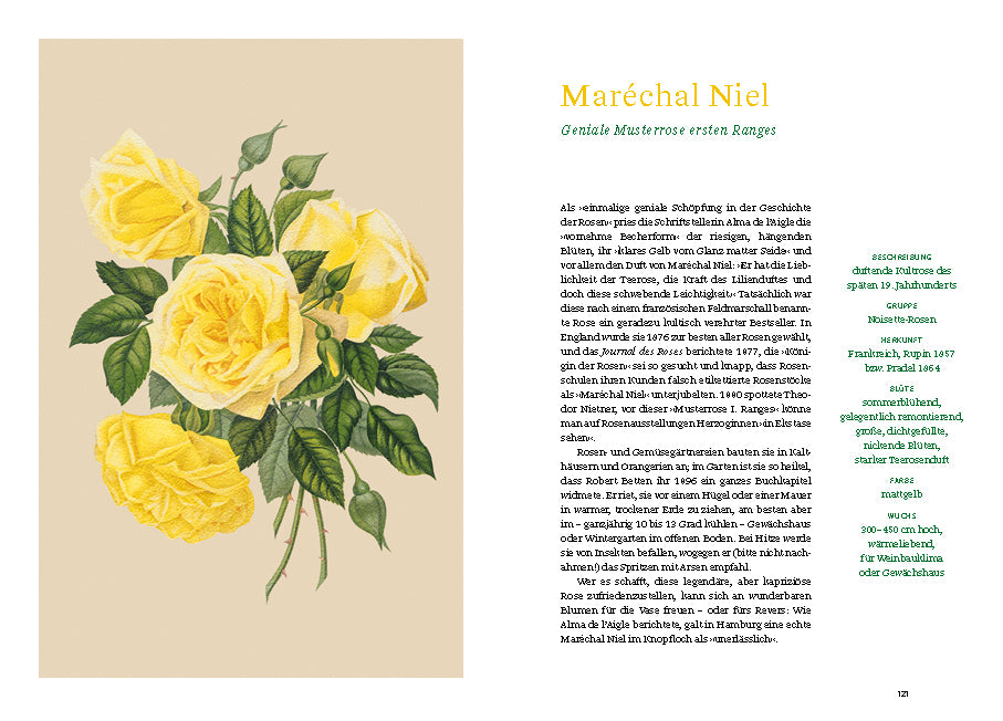Eine botanische Illustration von gelben Maréchal-Niel-Rosen mit grünen Blättern auf Beige, deutscher Text über alte Rosen und Rosensorten auf der rechten Seite, im Stil der historischen Illustrationen. Produkt: Historische Rosen von Dumont Verlag.