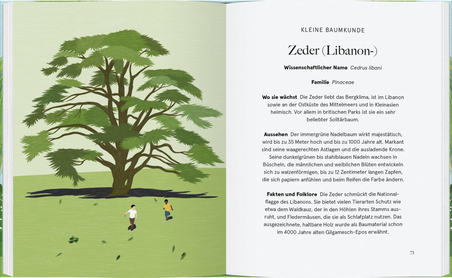 Eine Illustration aus „Be More Tree“ des Gerstenberg Verlags zeigt eine große Zeder mit breiten Ästen in einer Grasfläche und zwei Menschen, die darunter spazieren. Rechts befindet sich ein ansprechend illustrierter deutscher Ratgebertext zum Thema Bäume.