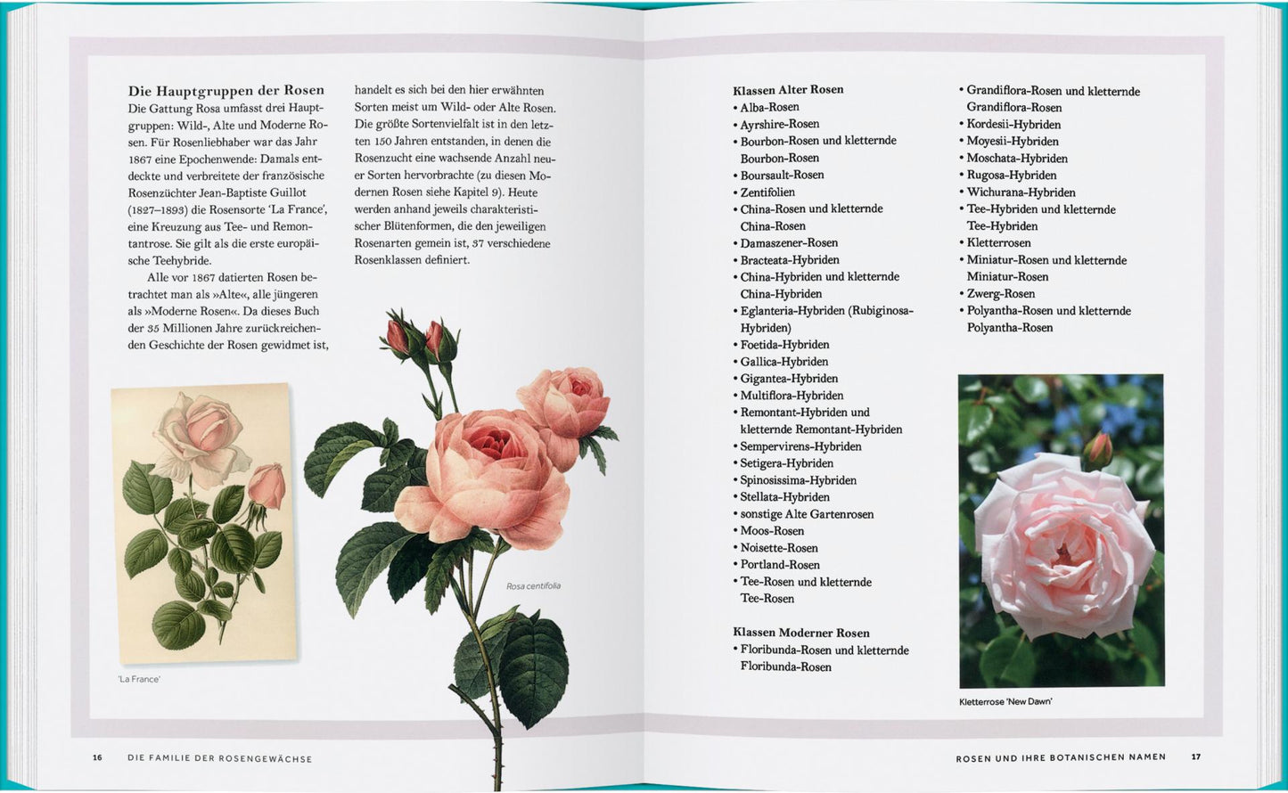 Ein aufgeschlagenes Buch, "Rosen | Die Geschichte der Rosen" vom Gerstenberg Verlag, zeigt einen deutschen Text über die Geschichte der Rosen, Farbfotos von rosa Rosen, eine Illustration und zwei Spalten, in denen die Rosenklassifikationen auf weißen Seiten aufgelistet sind.