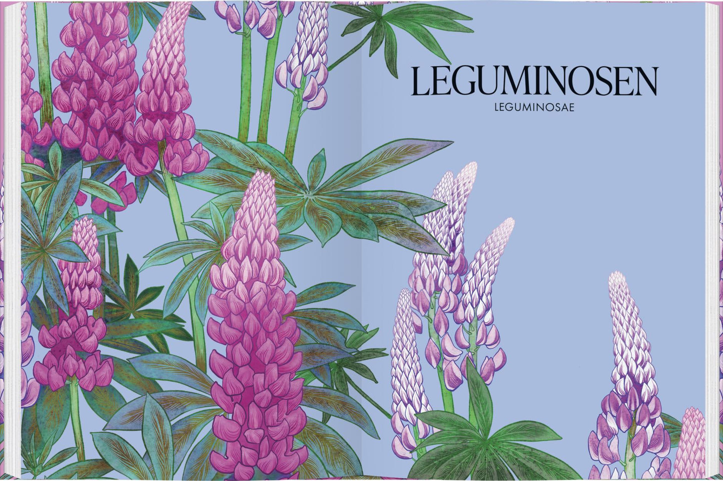 Lebendige Illustration von rosa, lila und weißen Lupinen mit grünen Blättern auf hellblauem Grund, inspiriert von der botanischen Künstlerin Adriana Picker. Mit dem Text LEGUMINOSEN LEGUMINOSAE. Aus Blüten vom Gerstenberg Verlag - perfekt für Blumenliebhaber.