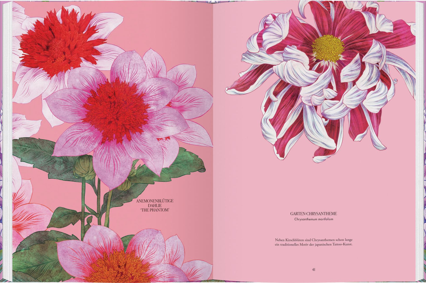 Eine farbenfrohe Seite aus Blüten vom Gerstenberg Verlag zeigt auffällige rosa und rote Dahlien mit einer weiß-rosa Chrysantheme auf einem kräftigen rosa Hintergrund - ein perfektes Geschenk für Blumenliebhaber.