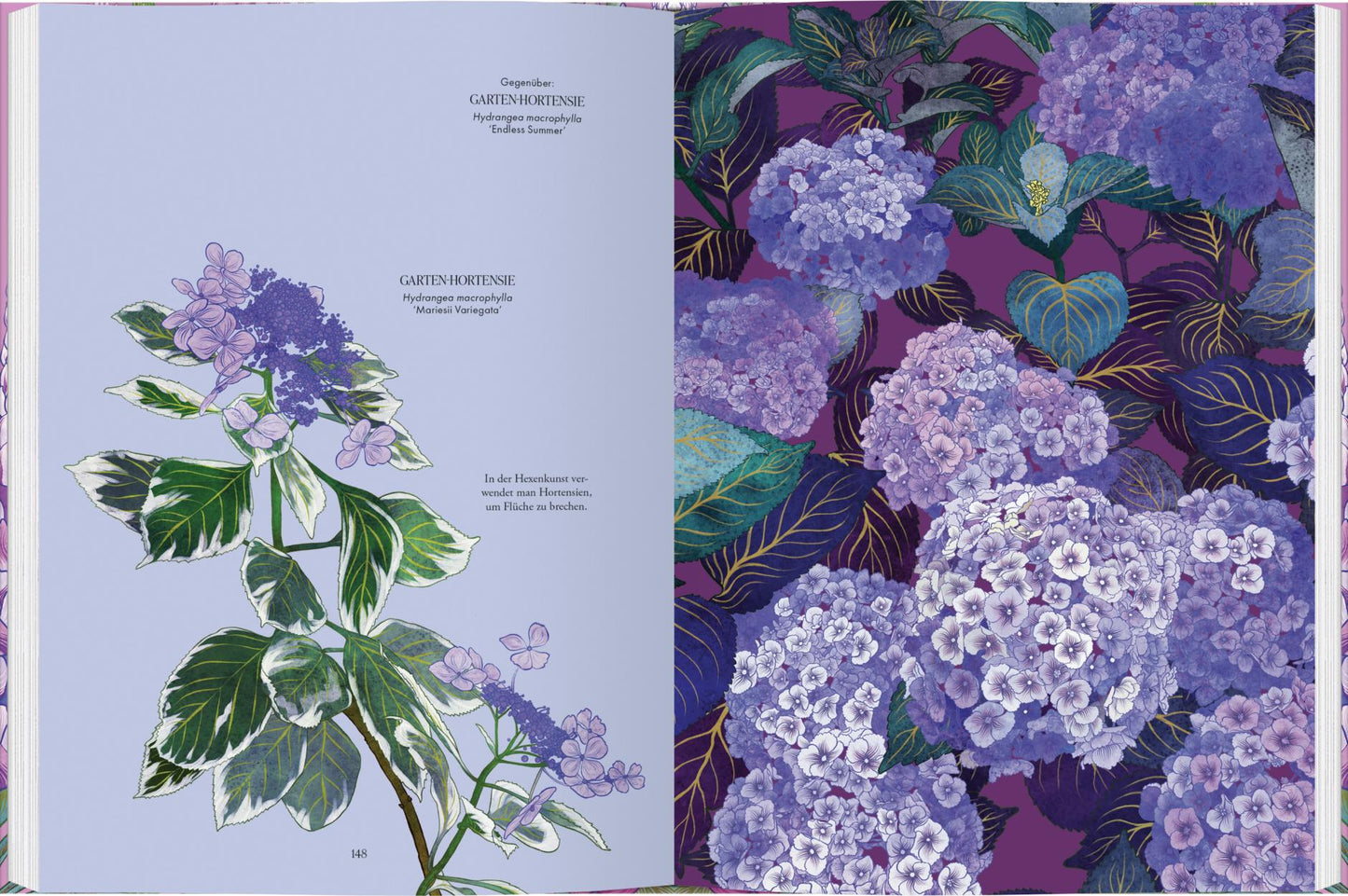 Der Bildband "Blüten" aus dem Gerstenberg Verlag zeigt Adriana Pickers detaillierte botanische Kunst und violette Hortensienmuster mit deutschen und französischen Texten - ein ideales Geschenk für Blumenliebhaber.