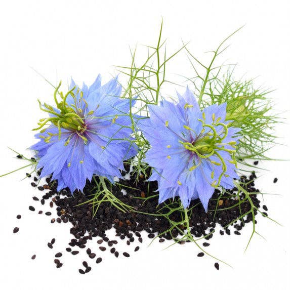 Zwei blaue Nigella sativa-Blüten mit grünen, gefiederten Blättern und verstreuten Piccolo Seeds – Nigella Schwarzkümmel-Samen von Piccolo Seeds auf weißem Hintergrund.