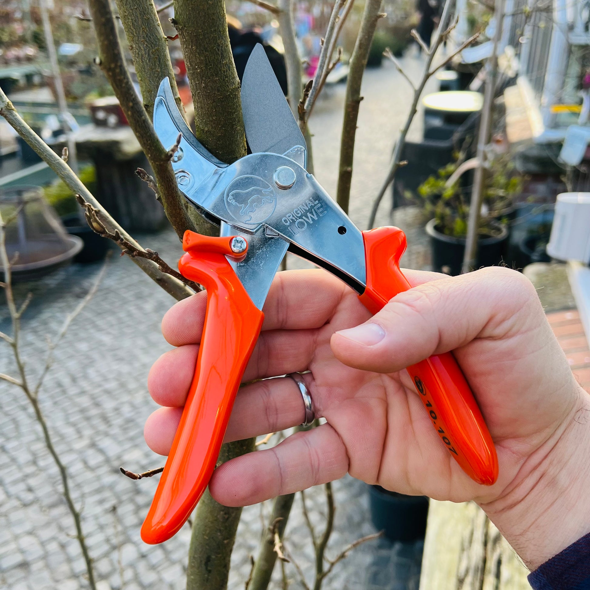 Eine Hand hält eine leuchtend orangefarbene Löwe Original Löwe 10 - Gartenschere und schneidet einen dünnen Ast im Garten – dieses klassische Werkzeug von Löwe sorgt für präzise Kraftschnitte bei der Gartenarbeit.