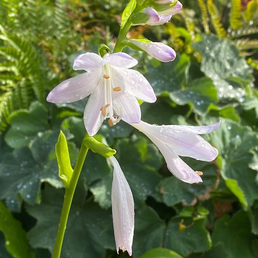 Entdecken Sie zart lavendelfarbene Hosta-Blüten mit Regentropfen inmitten von üppigem Laub - eines der Spätblüher der Saison, die während der ABENDLICHTFÜHRUNG am Mi, 17.09.2025, 17:00-18:00 Uhr in der Königlichen Gartenakademie präsentiert werden.