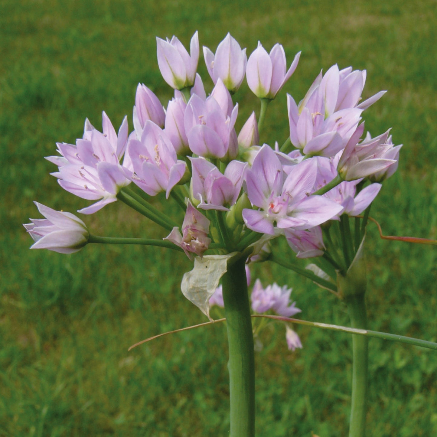 Ein Büschel hellvioletter, sternförmiger Allium roseum Rosen-Lauch-Blüten von Weijers mit grünen Stielen blüht im Mai im Freien vor einem unscharfen grasbewachsenen Hintergrund.