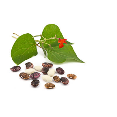 Eine Mischung aus leuchtenden Arche Noah | Feuerbohne 'Aus Ober-Wolfsbach' ist vor grünen Blättern und einer kleinen roten Blüte gestreut, die die farbenfrohen Arche Noah-Bohnen auf weißem Hintergrund hervorheben.