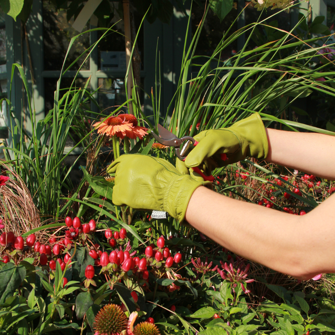 Eine Person, die die Königliche Gartenakademie Barebones Classic Gartenhandschuhe aus Büffelleder 'Olive' trägt, schneidet mit einer Gartenschere einen Blumenstängel zwischen üppig grünen Pflanzen und leuchtend roten Beeren in einem Garten.