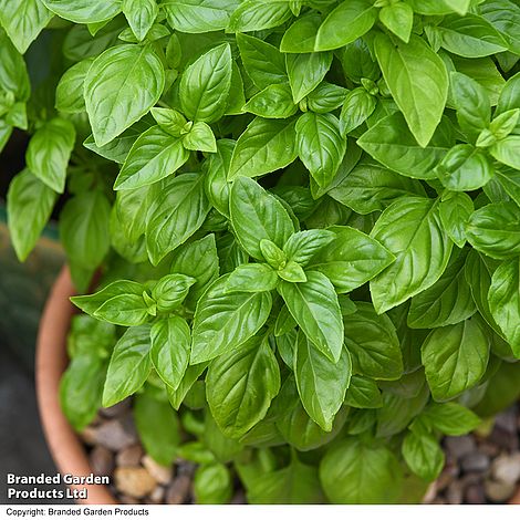 Eine Nahaufnahme des üppigen Thompson&Morgan Basilikum 'Everleaf Emerald Towers' mit leuchtend grünen Blättern in einem Topf, umgeben von kleinen braunen Steinen - ideal für Genoveser Geschmack und eine langanhaltende Ernte.