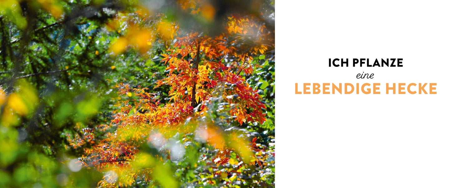 Eine bunte Hecke mit grünen, gelben und orangefarbenen Blättern im Sonnenlicht. Auf der rechten Seite steht ein deutscher Text: Ich pflanze Meine lebendige Hecke (Verlag Eugen Ulmer) - für ökologische Vielfalt und Hecken im Garten.