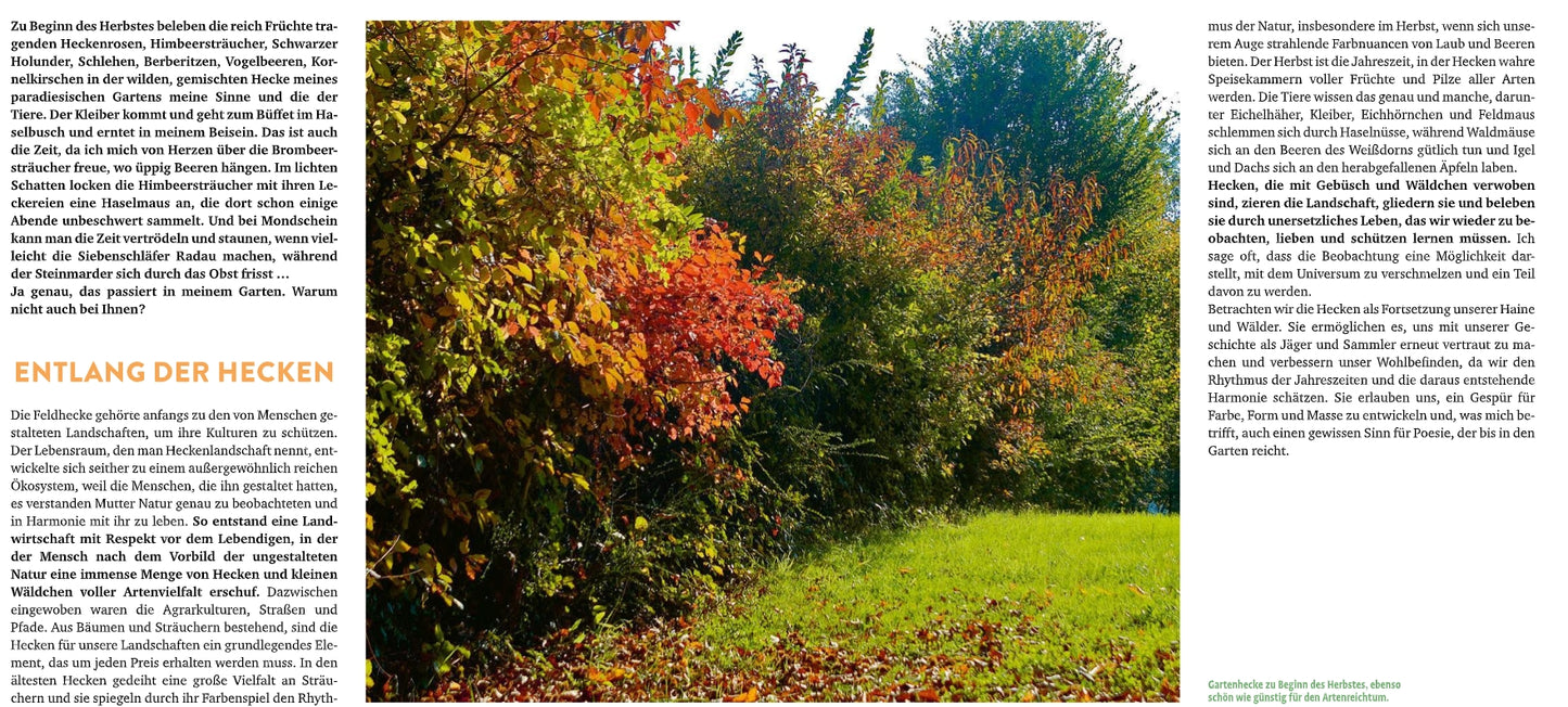 Eine sonnenbeschienene Hecke mit leuchtendem Herbstlaub in Grün, Gelb und Orange säumt eine Wiese; "Meine lebendige Hecke" vom Verlag Eugen Ulmer zeigt, wie Hecken ökologische Vielfalt fördern und Lebensraum für Tiere bieten. Deutsche Textspalten befinden sich auf beiden Seiten des Bildes.