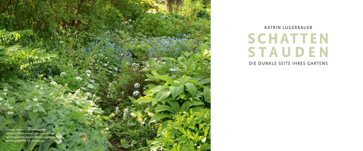 Ein üppiger, grüner, schattiger Garten mit verschiedenen Blattpflanzen und Blumen. Auf der rechten Seite steht ein Text in deutscher Sprache: Verlag Eugen Ulmer - SCHATTENSTAUDEN: schattenliebende Stauden für die kreative Gartengestaltung.