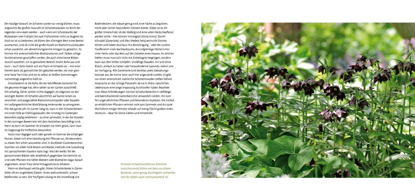 Eine Doppelseite aus Schattenstauden vom Verlag Eugen Ulmer zeigt auf der linken Seite einen deutschen Text und auf der rechten Seite ein Foto von hohen, dunkelvioletten, schattenliebenden Stauden mit grünen Blättern; unten links erscheint ein gelb hervorgehobenes Zitat.