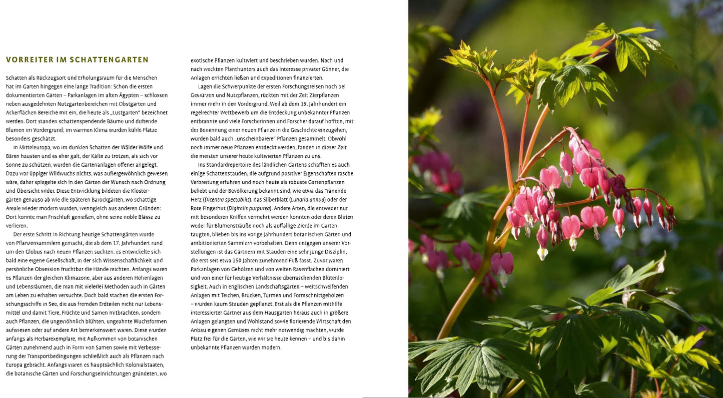 Eine Doppelseite aus Schattenstauden vom Verlag Eugen Ulmer zeigt einen dichten deutschen Text über Gartengestaltung gegenüber einem Foto von sonnenbeschienenen Dicentra (blutendes Herz), geschätzten schattenliebenden Stauden, eingebettet in üppig grünes Gartenlaub.