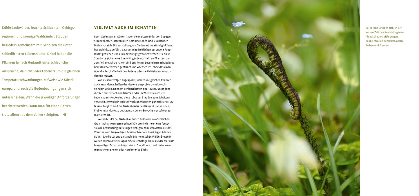 Ein gekräuselter Farnwedel erhebt sich zwischen grünem Laub und kleinen weißen Blüten - die perfekte Inspiration für die Gartengestaltung mit Schattenstauden vom Verlag Eugen Ulmer. Der deutsche Text ist links im Bild zu sehen.