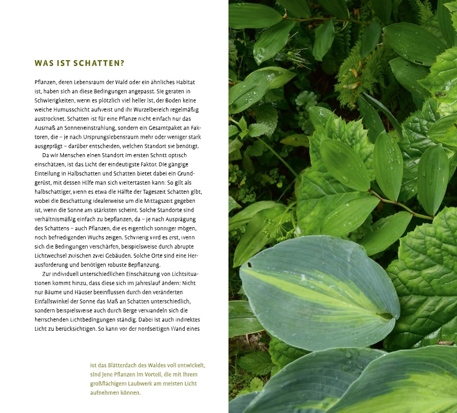 Eine Nahaufnahme zeigt üppige grüne Schattenstauden des Verlags Eugen Ulmer mit breiten, von Wassertropfen bedeckten Blättern. Auf der linken Seite ist ein deutscher Textblock mit dem Titel WAS IST SCHATTEN? über Pflanzen und Schatten abgebildet.