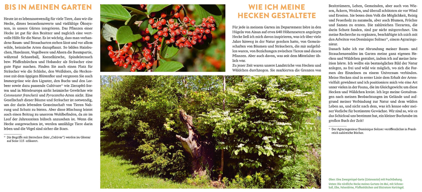 Eine Magazinseite aus dem Buch "Meine lebendige Hecke" des Verlags Eugen Ulmer befasst sich mit Hecken im Garten als Lebensraum für Tiere und zeigt eine Nahaufnahme roter Beeren sowie ein Foto von dichten grünen Sträuchern und sonnenbeschienenen Bäumen.