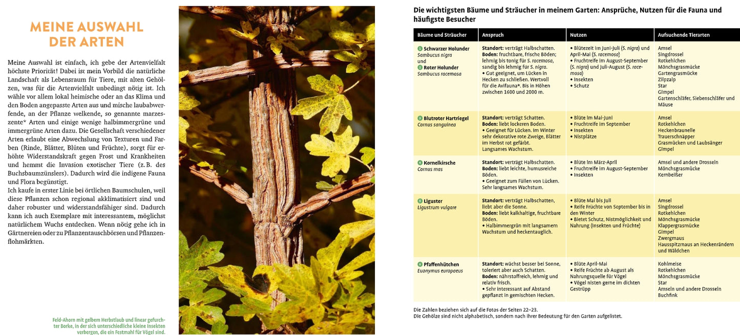Meine lebendige Hecke von Verlag Eugen Ulmer: Deutschsprachiger Ratgeber zur Auswahl von Gehölzen für ökologische Vielfalt im Garten. Links ein Foto mit gelb-grünen Blättern und Rinde, rechts eine Tabelle zu Arten, Standort, Nutzen und Besuchern.