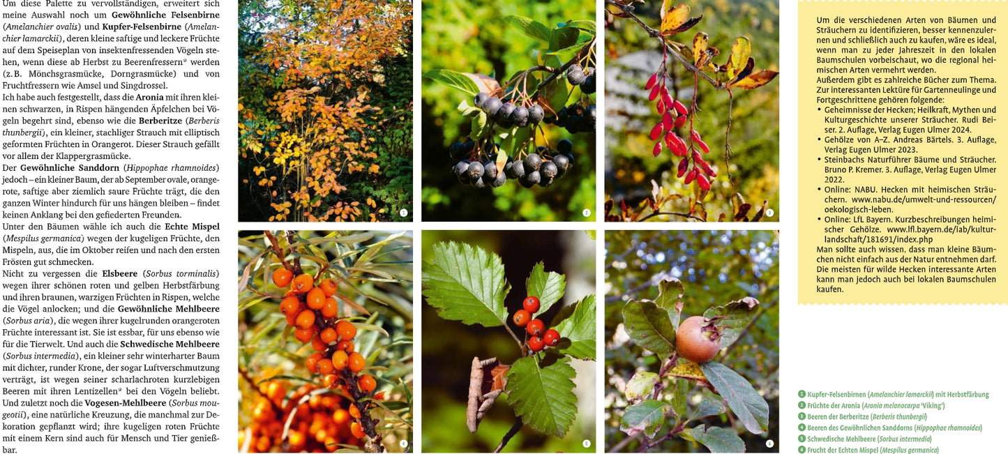 Die Collage aus "Meine lebendige Hecke" vom Verlag Eugen Ulmer zeigt Herbstblätter, Beeren und Früchte mit deutschen Informationen über Bäume und Sträucher, ihre Früchte und ihre Rolle für die biologische Vielfalt und als Lebensraum für Wildtiere.