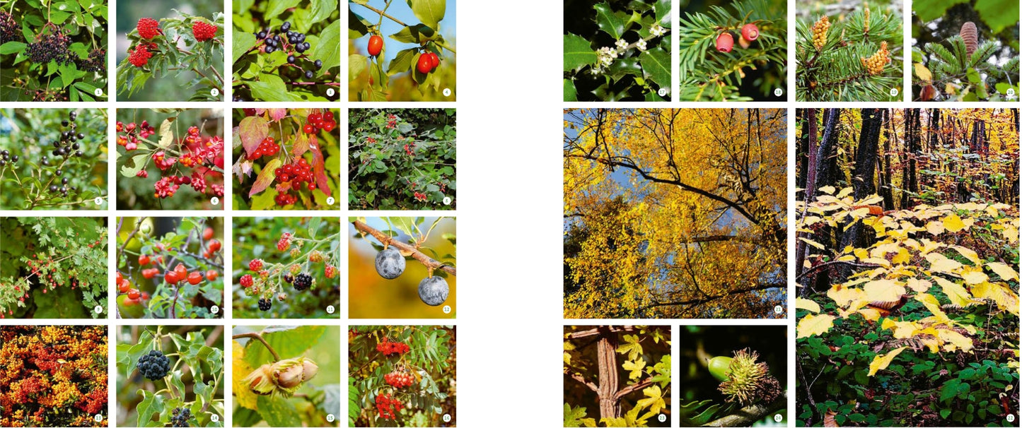 Eine Collage aus Waldbeeren, Früchten, Samen und Herbstbäumen in Großaufnahme zeigt, wie "Meine lebendige Hecke" aus dem Verlag Eugen Ulmer die ökologische Vielfalt und den Lebensraum für Wildtiere in Ihrem Garten fördert.