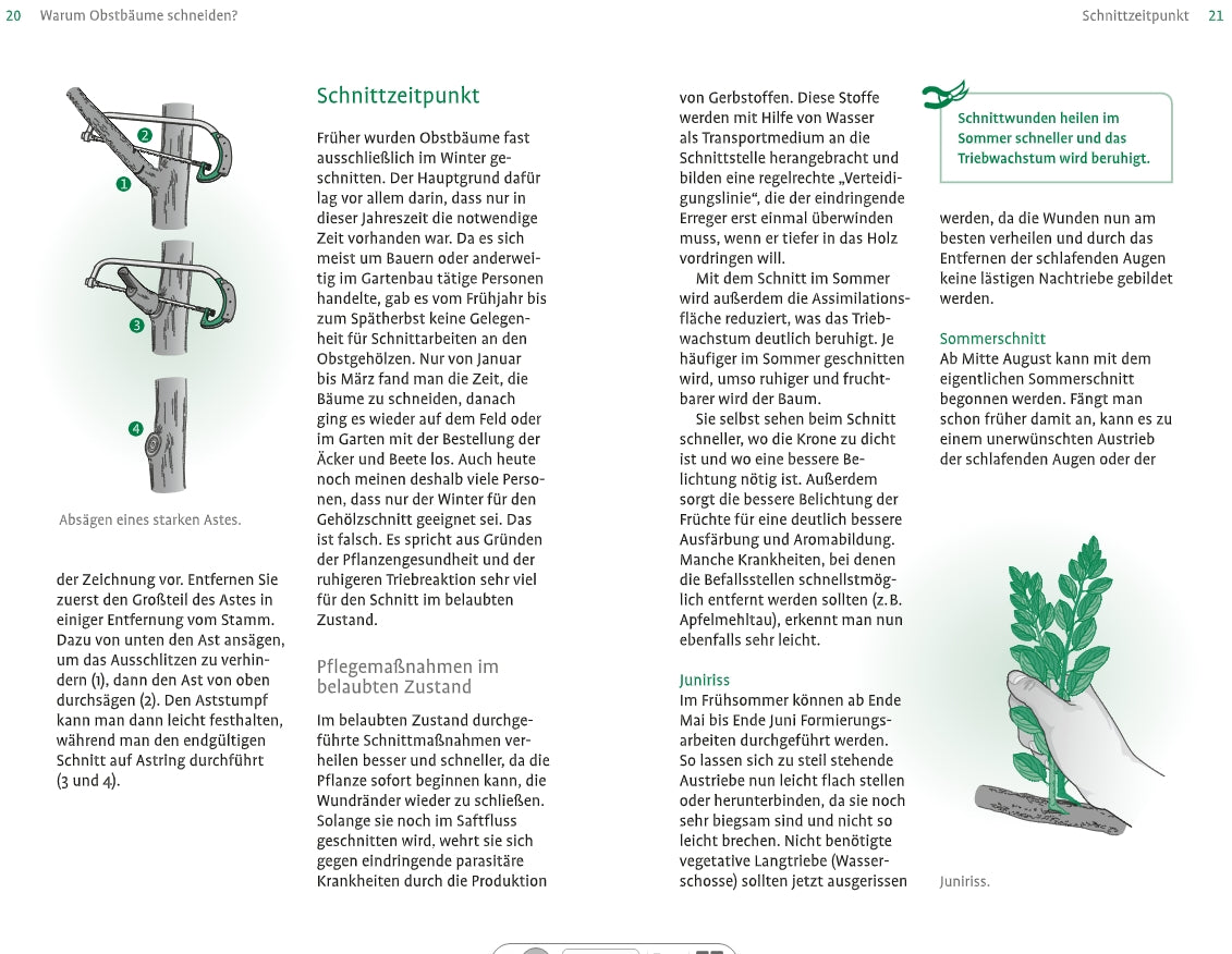 Ein Schaubild aus dem "1x1 des Obstbaumschnitts" des Verlags Eugen Ulmer erklärt den Apfelbaumschnitt, mit deutschem Text, grün unterlegten Tipps und einer Abbildung, die einen beschnittenen Ast zeigt - ideal, um das Apfelbaumschneiden zu lernen.