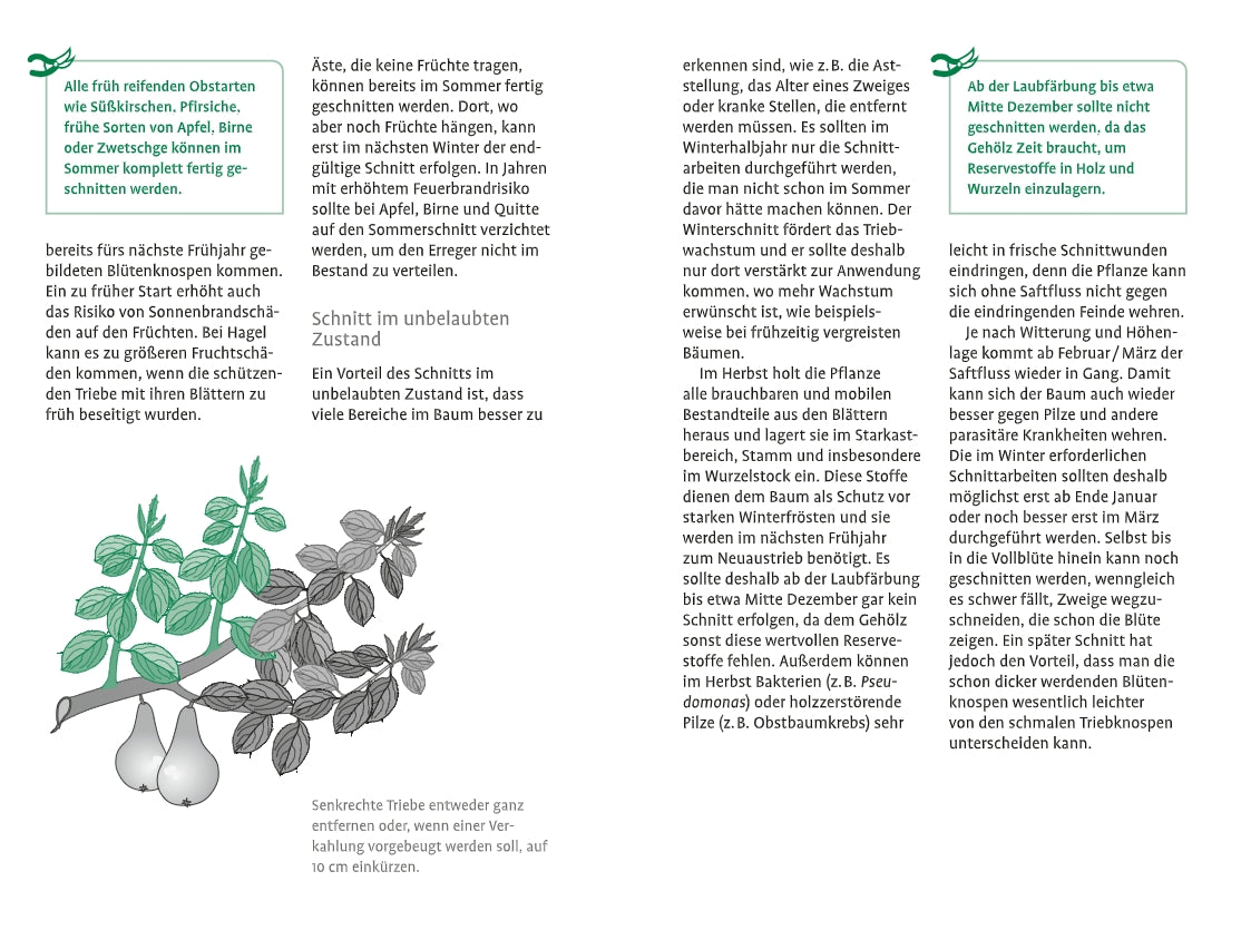 Eine Abbildung im "1x1 des Obstbaumschnitts" des Verlags Eugen Ulmer zeigt einen Obstbaumzweig mit Blättern und zwei Birnen. Der deutsche Text erklärt, wann und wie man schneidet, wobei ein Abschnitt grün hervorgehoben ist.