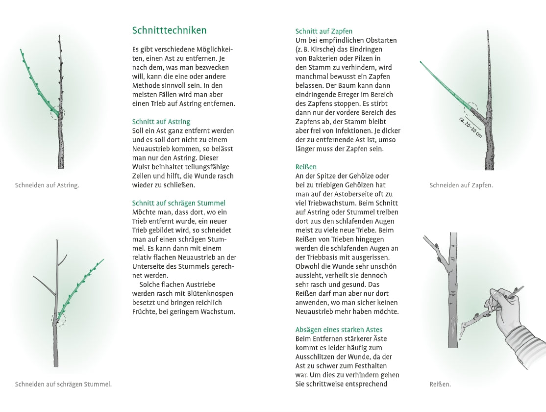 Die Infografik "1x1 des Obstbaumschnitts" aus dem Verlag Eugen Ulmer zeigt Baumschnitttechniken wie Schrägschnitt, Kragenschnitt, Ausreißen und Triebentfernung - perfekt für Obstbäume und Apfelbäume schneiden.