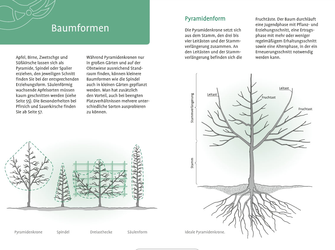 Das "1x1 des Obstbaumschnitts" vom Verlag Eugen Ulmer zeigt Diagramme von Strauch-, Spindel-, Pyramiden- und Säulenbaumformen mit beschriftetem Stamm, Leitästen, Wurzelwerk und deutschen Tipps zum richtigen Schnitt.