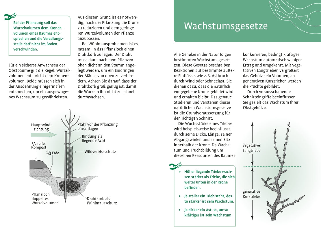 Das "1x1 des Obstbaumschnitts" vom Verlag Eugen Ulmer ist ein deutscher Ratgeber mit grünem Text und Diagrammen zu Baumpflanzung, Wurzelvolumen, Wachstumsgesetzen und Apfelbaumschnitt für optimales Wachstum.