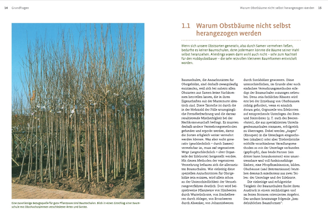 Links füllen junge, blattlose Obstbäume ein Feld, rechts gibt der orangefarbene Text aus dem Obstbaumschnitt des Verlags Eugen Ulmer fachkundige Tipps und erklärt, warum Obstbäume nicht aus Samen gezogen werden.