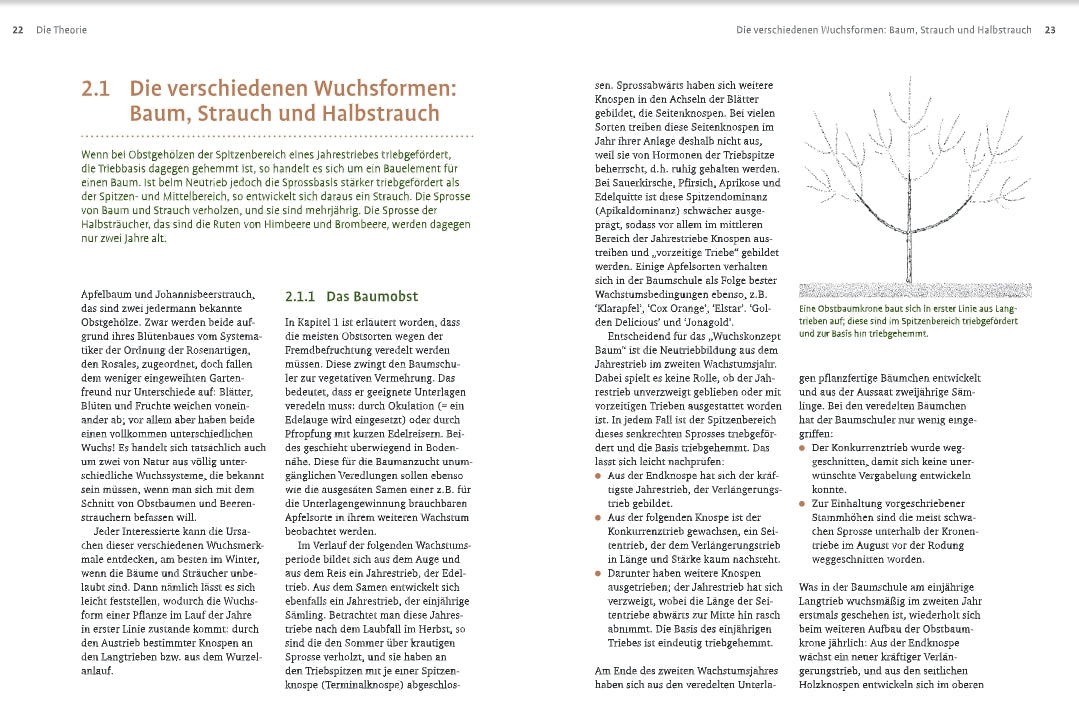 Das Lehrbuch "Obstbaumschnitt" aus dem Verlag Eugen Ulmer zeichnet sich durch einen ausführlichen deutschen Inhalt zu den Wuchsformen der Bäume, klare Kapitelüberschriften, ein beschriftetes Hauptstamm- und Astdiagramm sowie ein übersichtliches Schwarz-Weiß-Layout aus.