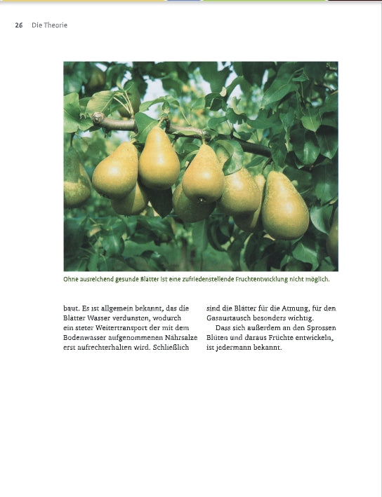 An einem Ast hängt eine Traube reifer gelbgrüner Birnen, die den Nutzen von Obstbaumschnitt aus dem Verlag Eugen Ulmer und fachgerechter Pflege demonstrieren.