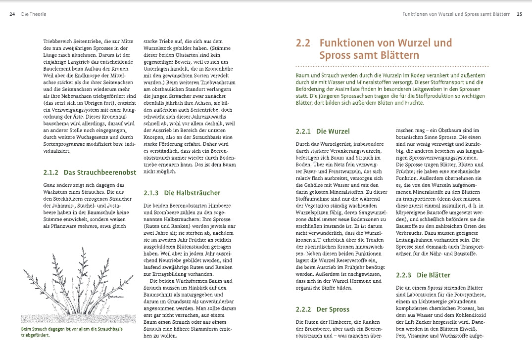 Eine Lehrbuchseite aus dem "Obstbaumschnitt" des Verlags Eugen Ulmer enthält einen deutschen Text über Pflanzenstrukturen, Expertentipps, Überschriften, Absätze und eine Schwarz-Weiß-Abbildung eines Strauches, auf der verholzte und nicht verholzte Teile mit einer Beschriftung versehen sind.