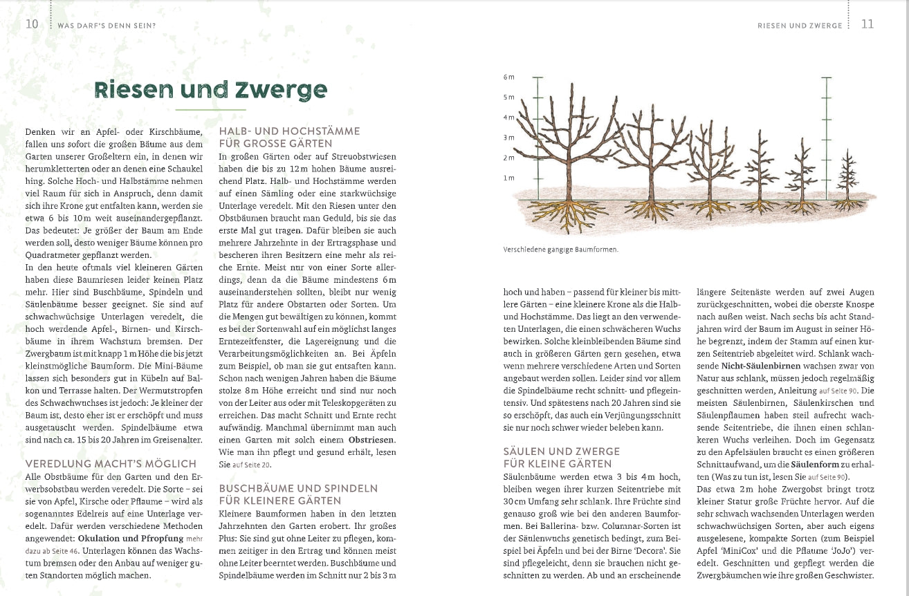 Eine Doppelseite aus "Obstgarten - einfach machen!" vom Verlag Eugen Ulmer behandelt den Obstanbau und die Obstbaumarten. Die Diagramme zeigen die Wuchsformen der Obstbäume im Obstgarten mit Höhenangaben von 0,5 bis 5 m.