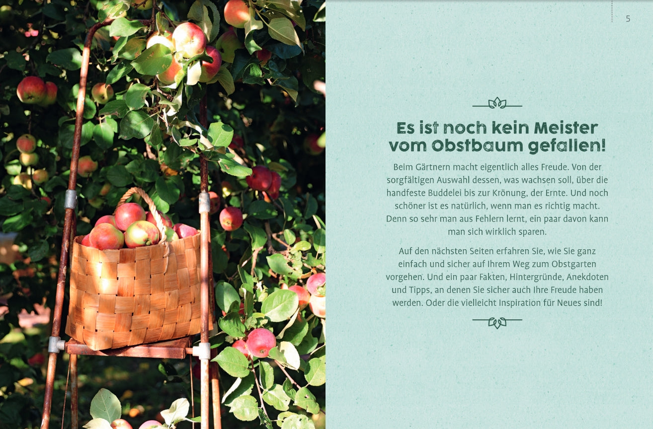 An einem Apfelbaum im Obstgarten aus „Obstgarten – einfach machen!“ des Verlags Eugen Ulmer lehnt eine Leiter. Auf einer Sprosse steht ein geflochtener Korb mit frischem Obst, umgeben von grünen Blättern und reifen roten Äpfeln an den Zweigen.