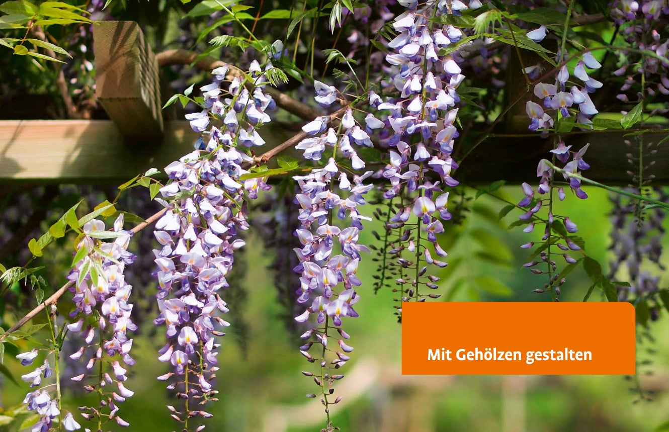 Lila Glyzinien drapieren ein Holzspalier im Sonnenlicht. In einem orangefarbenen Textfeld steht: Gehölze von A-Z - Inspiration für Ihre Gartengestaltung mit Bäumen und Sträuchern. Entdecken Sie das Buch vom Ulmer Verlag.