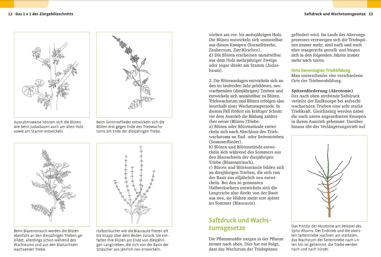 Handbuch Pflanzenschnitt