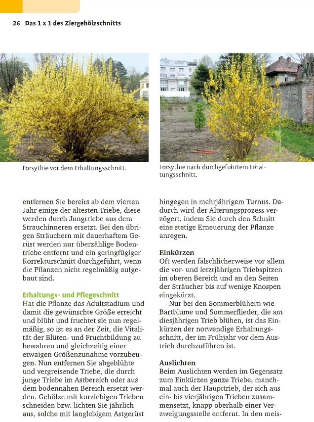Eine Seite aus dem "Handbuch Pflanzenschnitt" des Verlags Eugen Ulmer zeigt aufgeräumte und zugewachsene Forsythiensträucher, mit deutschen Tipps zu Gehölzschnitt und Strauchschnitt.