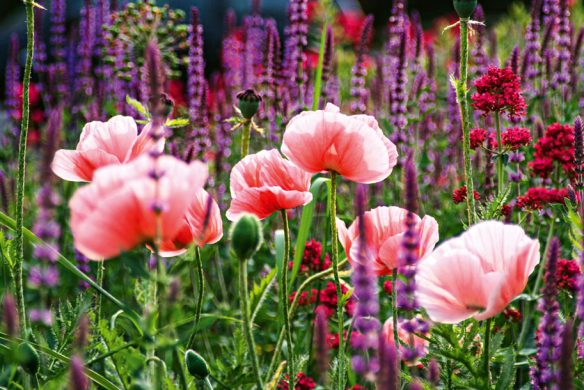 Rosafarbener Mohn und hohe purpurrote Stauden blühen auf einer üppigen Wiese und inspirieren zur Gartengestaltung mit "Stauden im Garten" aus dem Callwey Verlag - ideal für eine farbenfrohe, lebendige Bepflanzung mit prächtigem Laub.