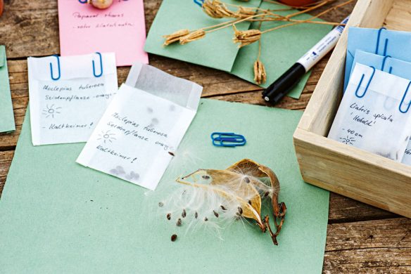 Von Hand beschriftete und mit Büroklammern gehaltene Saatgutpäckchen werden mit grünem Papier und einem Marker auf einer Holzfläche ausgebreitet - ideal zum Planen von Beetgestaltungen oder zum Pflücken von Stauden im Garten vom Callwey Verlag. In der Mitte sitzt eine offene Milchkrautschote.