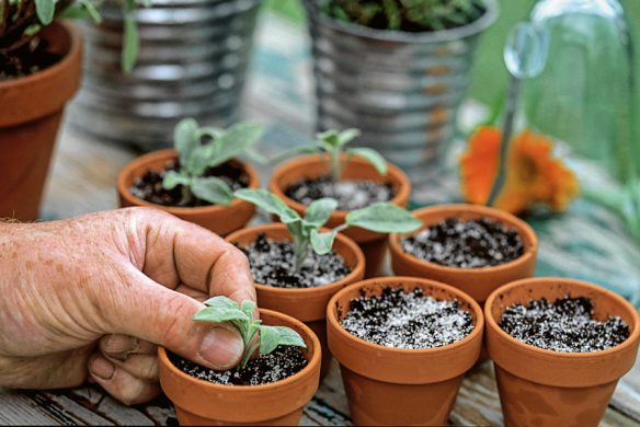 Stauden im Garten