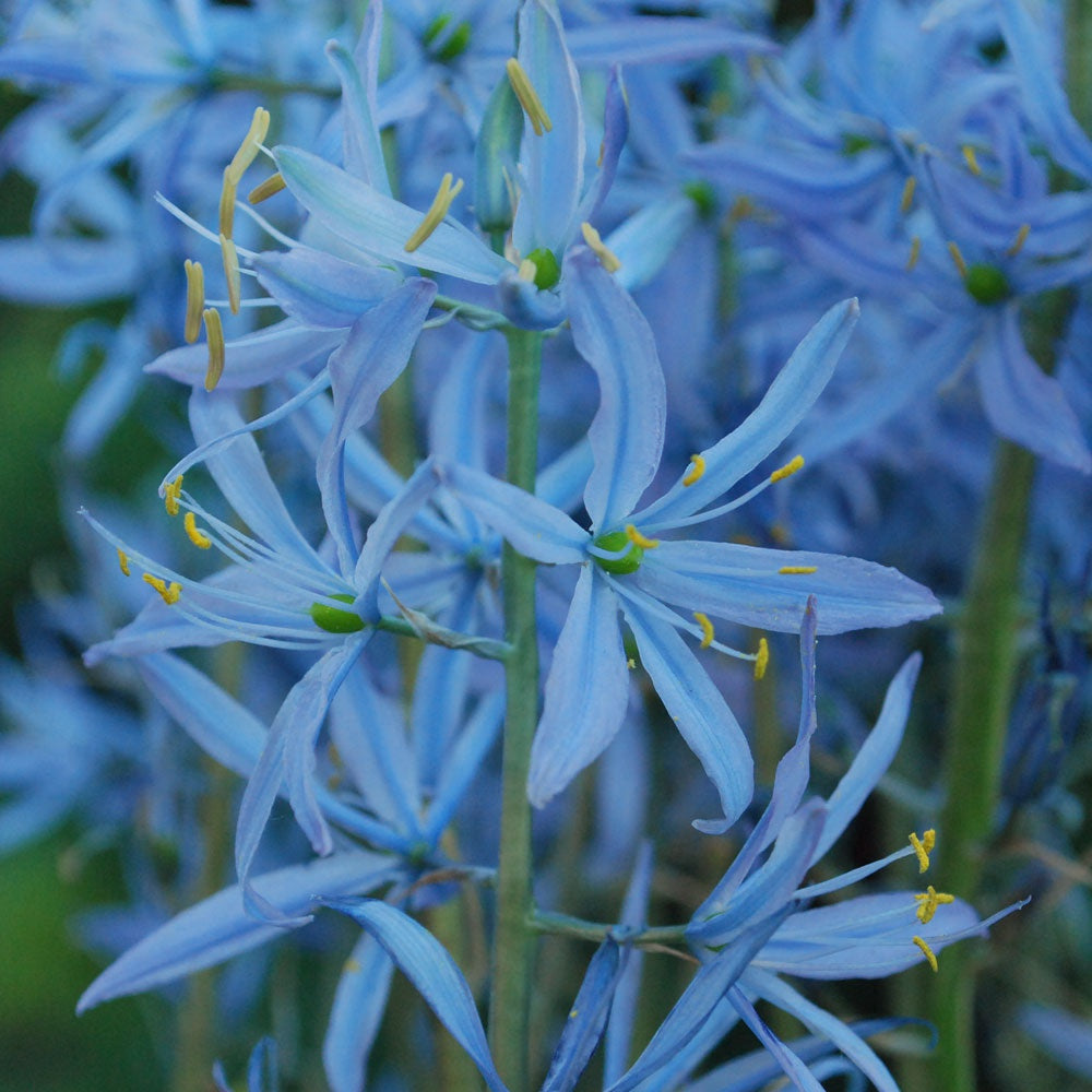Nahaufnahme von Camassia leicht. Prärielilie 'Blue Heaven' von Weijers mit leuchtend blauen, sternförmigen Blüten mit gelben Staubgefäßen, die sich dicht aneinander gereiht vor einem grünen Hintergrund befinden. Blütezeit: Mai-Juni.