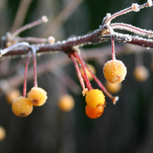 Eine Nahaufnahme von frostgelben Beeren auf roten Stielen erinnert an eine winterliche Szene - die perfekte Inspiration für Isabelle Van Groeningens "Di. 04.11.2025 | 10.00-13.00 HALBTAGESKURS - Den Garten auf den Winter vorbereiten".